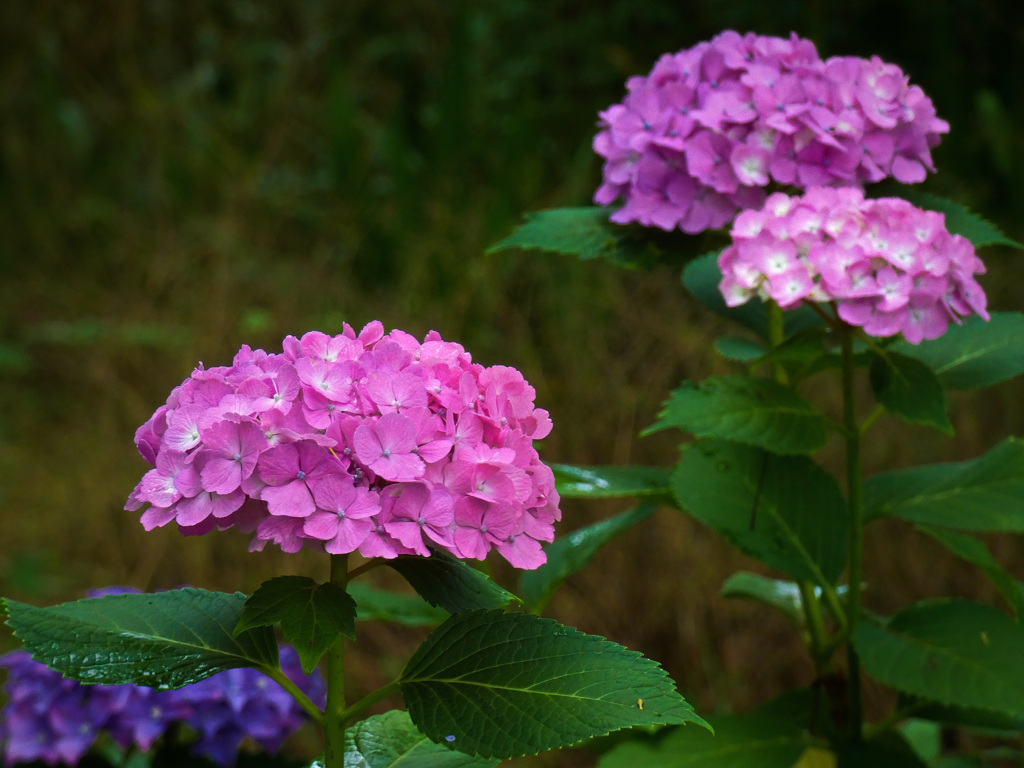 大阪城公園にて