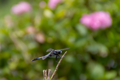 万博記念公園にて