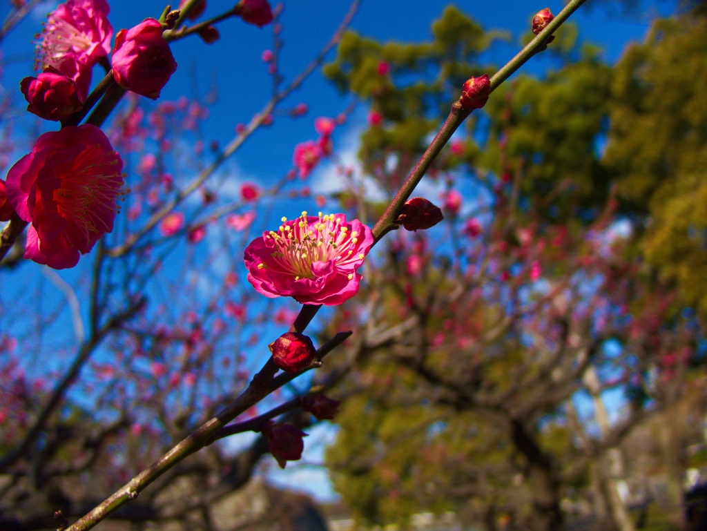 大阪城公園　梅園