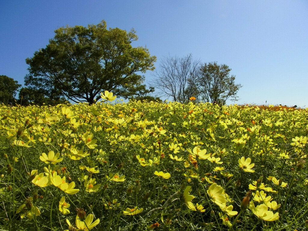 花の丘