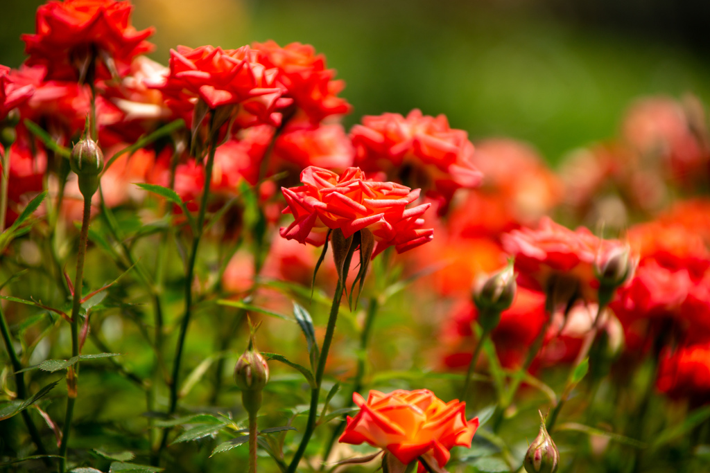 長居植物園にて