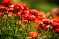 長居植物園にて