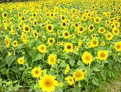 ひまわりがいっぱい