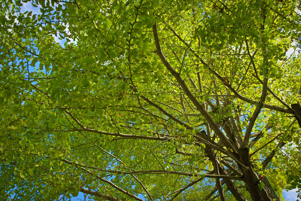 南禅寺で秋探し