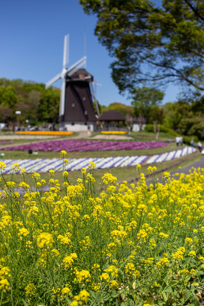 風車の丘