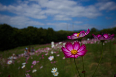 コスモスフェスタ