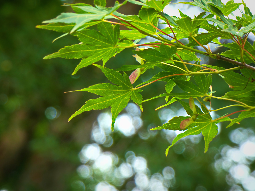 青もみじ