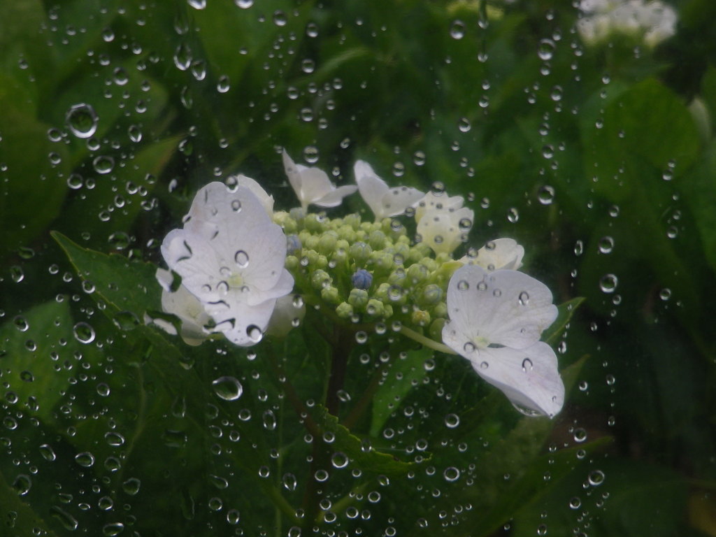 雨傘フィルター