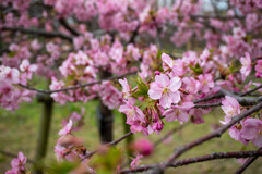 河津桜