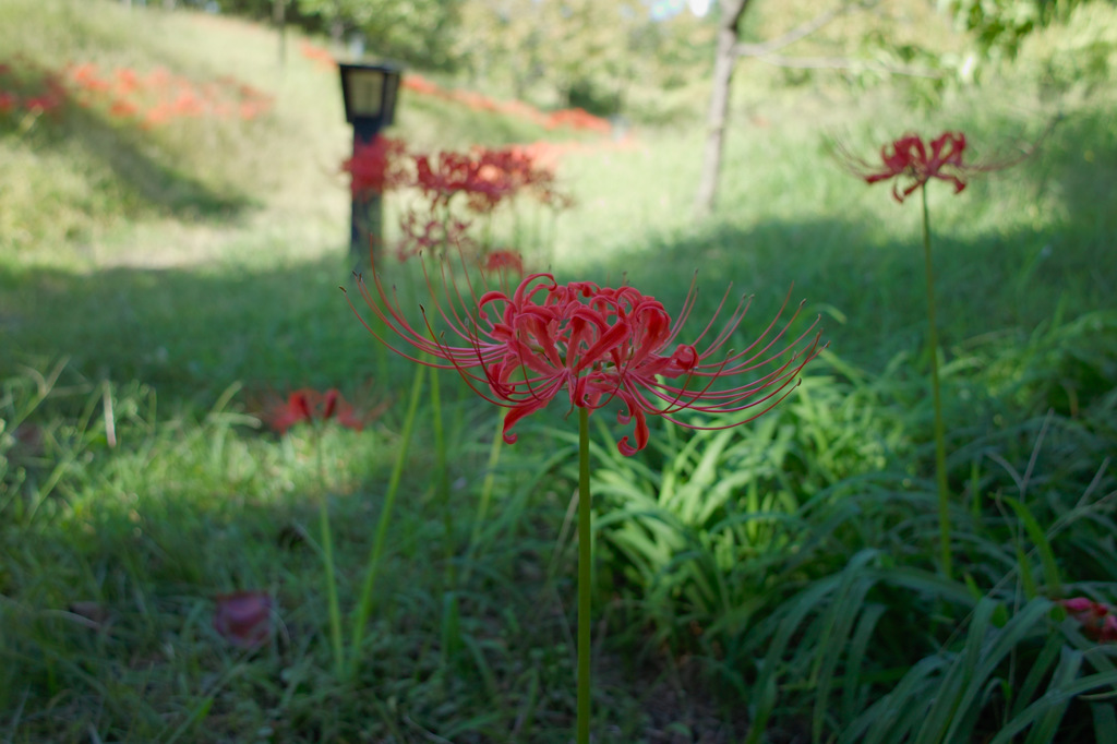 SDIM2056