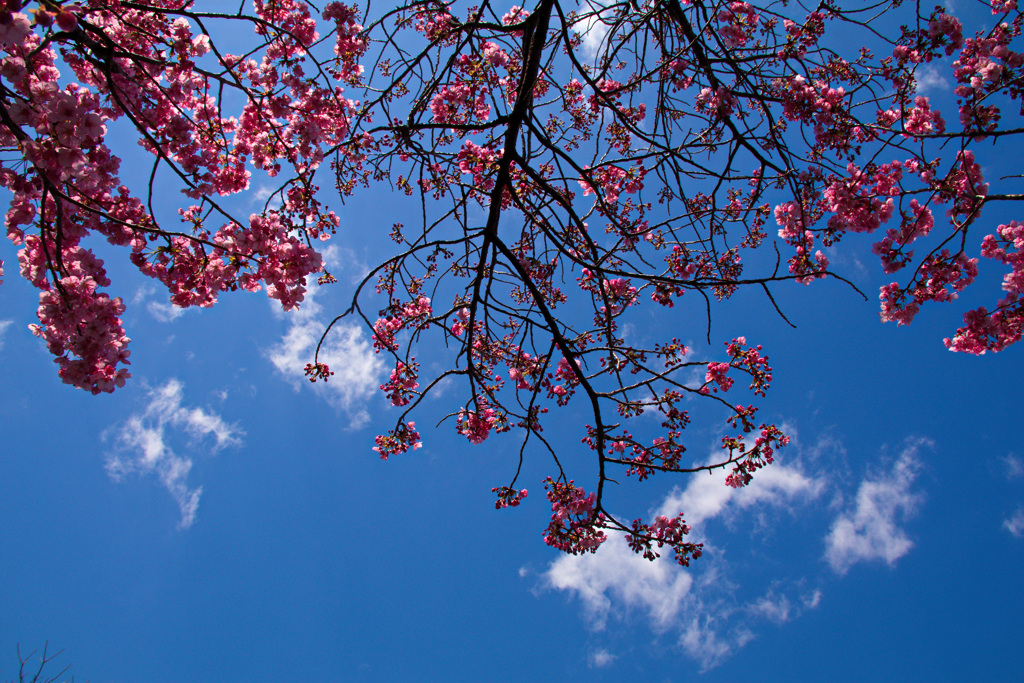 陽光桜