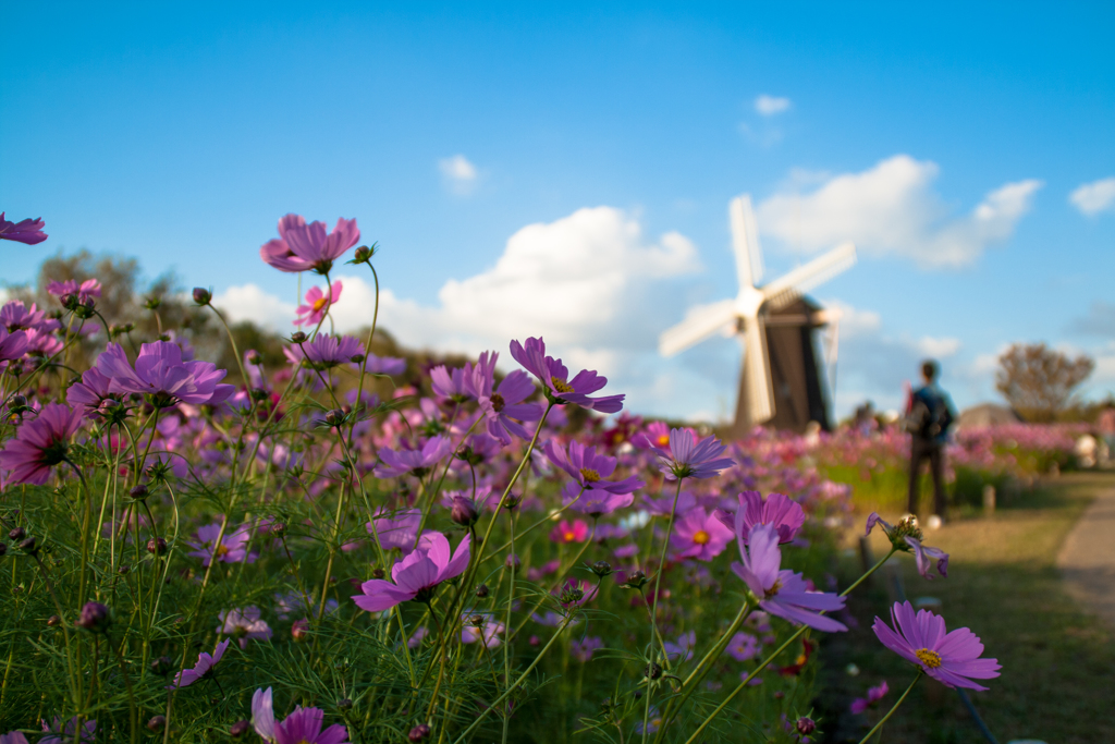 コスモスの丘