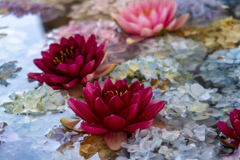 長居植物園にて