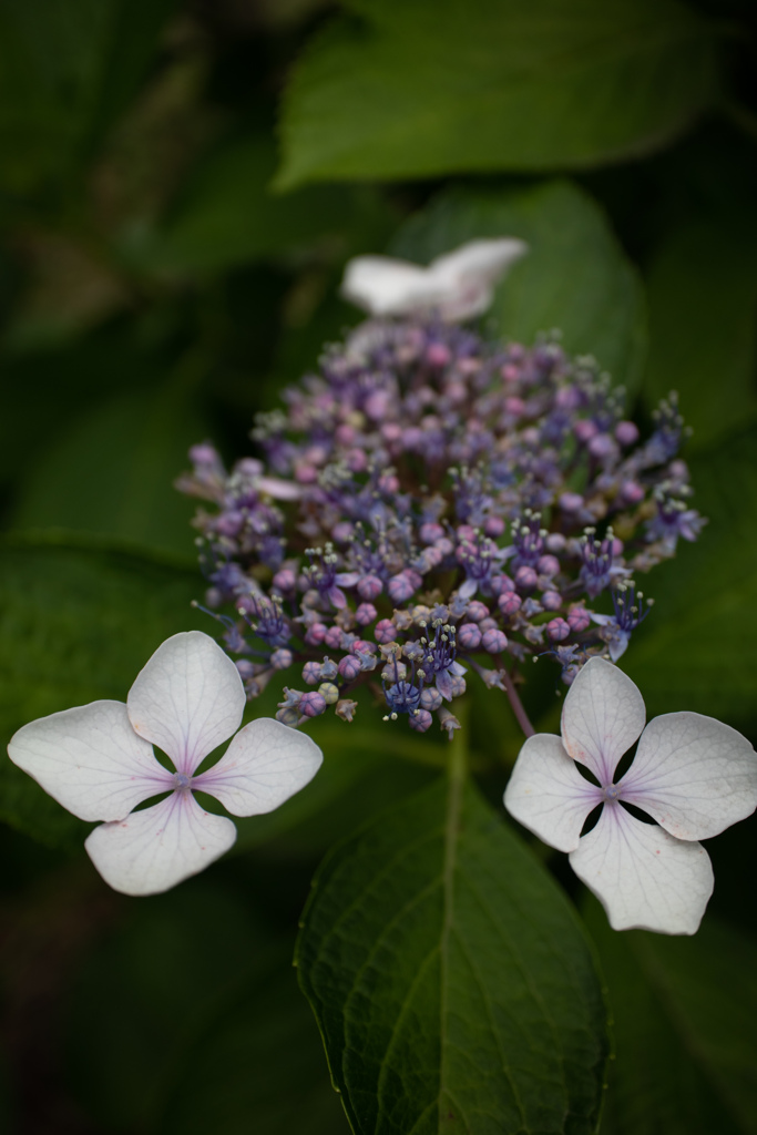 紫陽花
