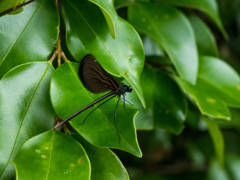 クロイトトンボ