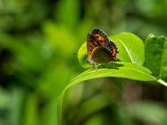 振り向かせたい