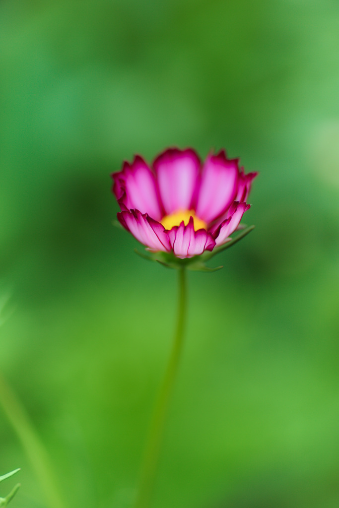 大阪ステーションシティ　天空の農園にて