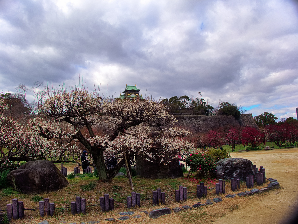 大阪城公園　梅園にて
