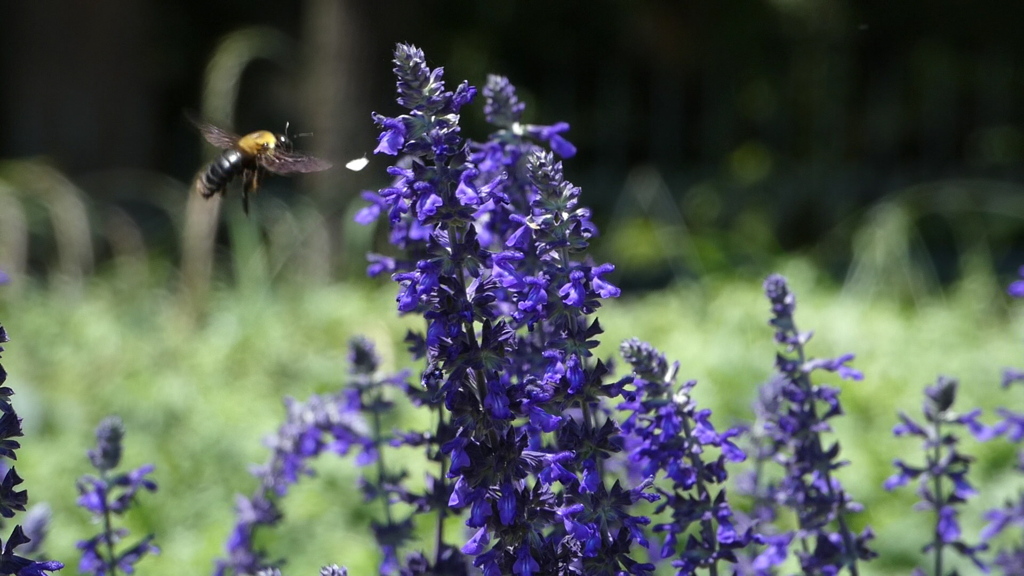 長居植物園にて
