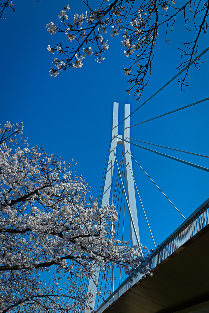 大川沿いにて