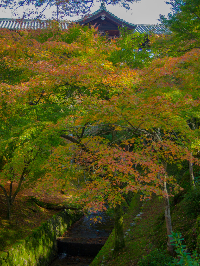 京都　東福寺にて