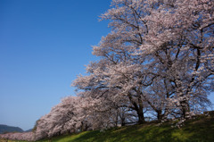 背割り堤の桜　2013