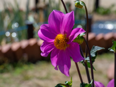 長居植物園にて
