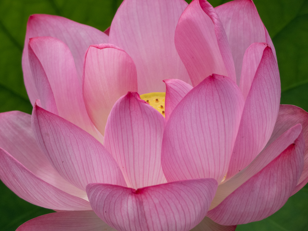 万博記念公園にて