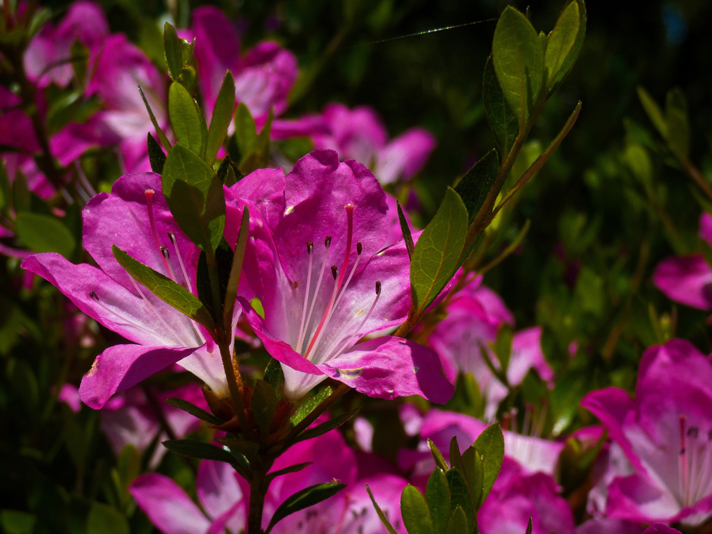 万博記念公園にて
