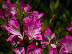 万博記念公園にて