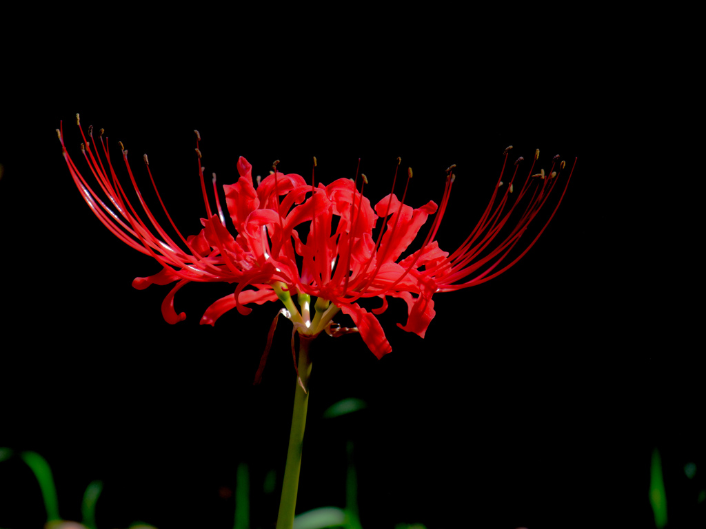 万博記念公園にて（F100fd）