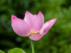 鶴見緑地公園にて