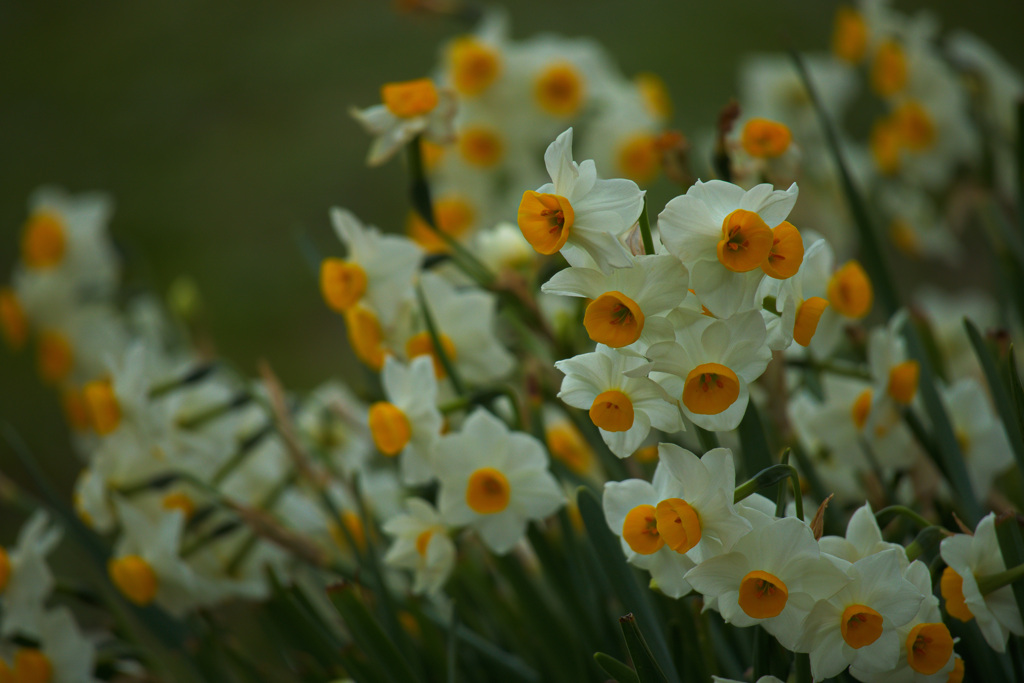 大阪城公園　梅園にて