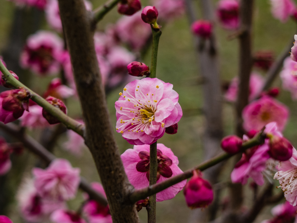 大阪城公園　梅園にて