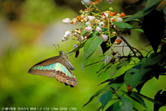 アオスジアゲハ