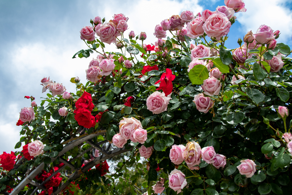 鶴見緑地公園にて