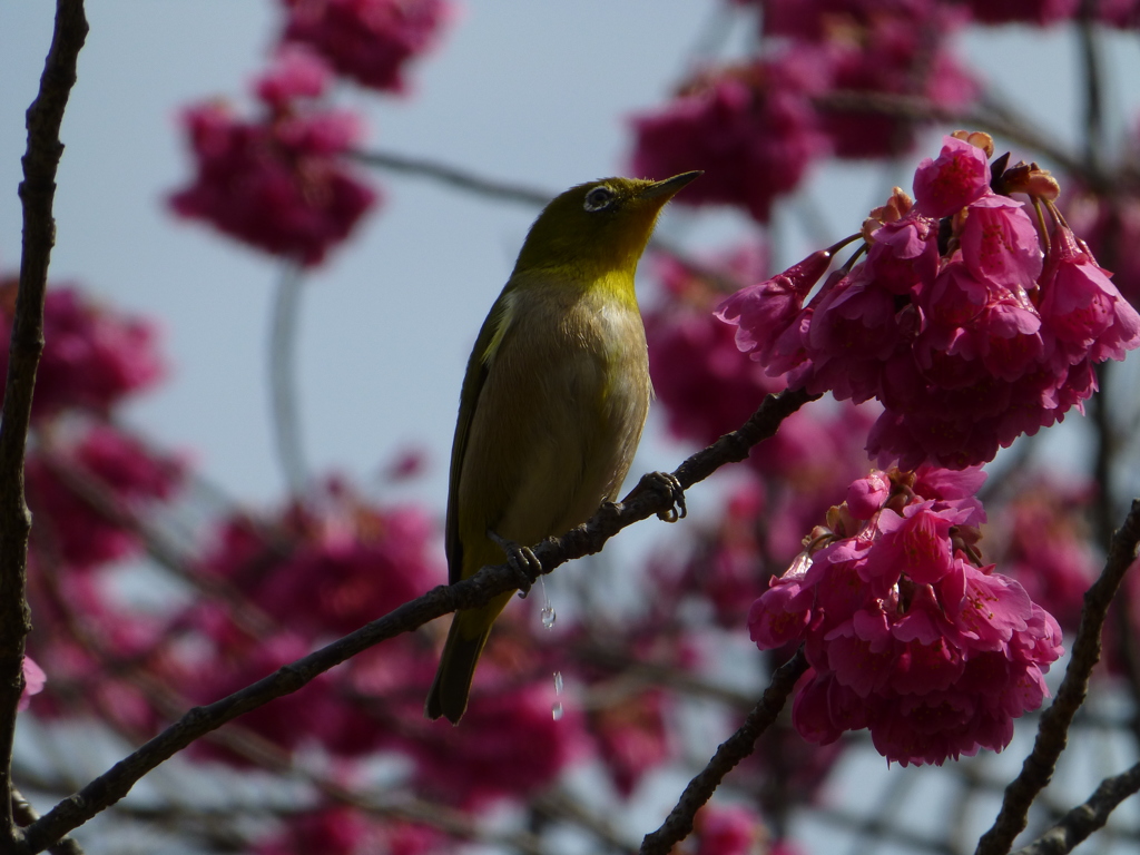 春の定番（おっと、失礼)