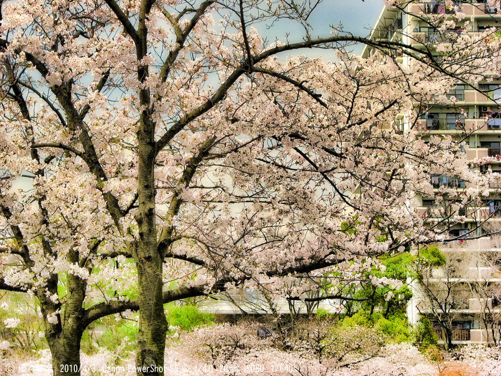 毛馬桜ノ宮公園