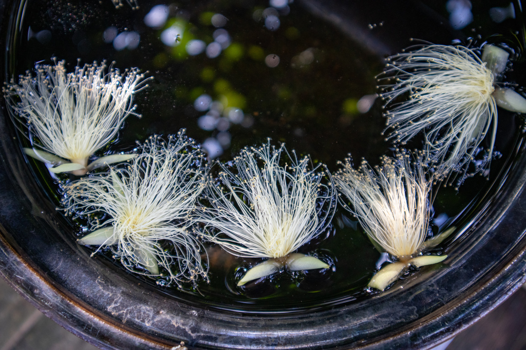 咲くやこの花館にて