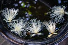 咲くやこの花館にて