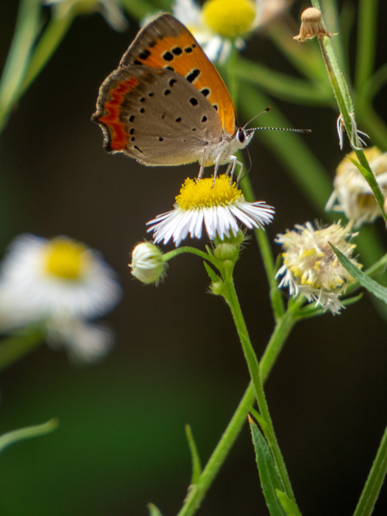 鶴見緑地公園にて