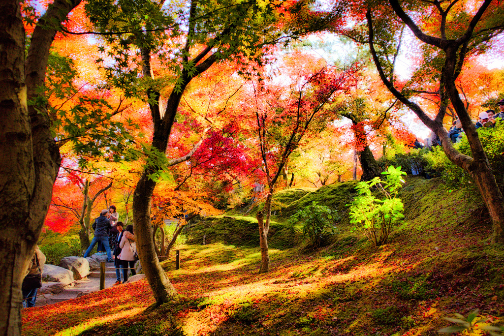 東福寺紅葉