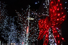 2012.12.22　御堂筋