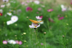 長居植物園にて