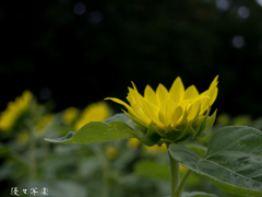 ひまわりフェスタ（万博記念公園）