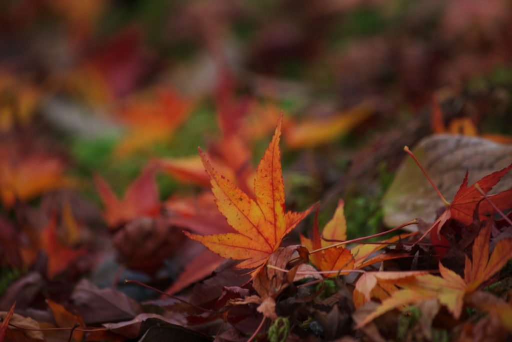 落葉