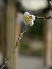 2013_02_09 大阪城公園梅林