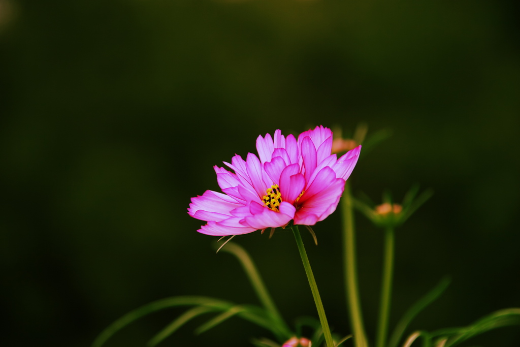 秋桜
