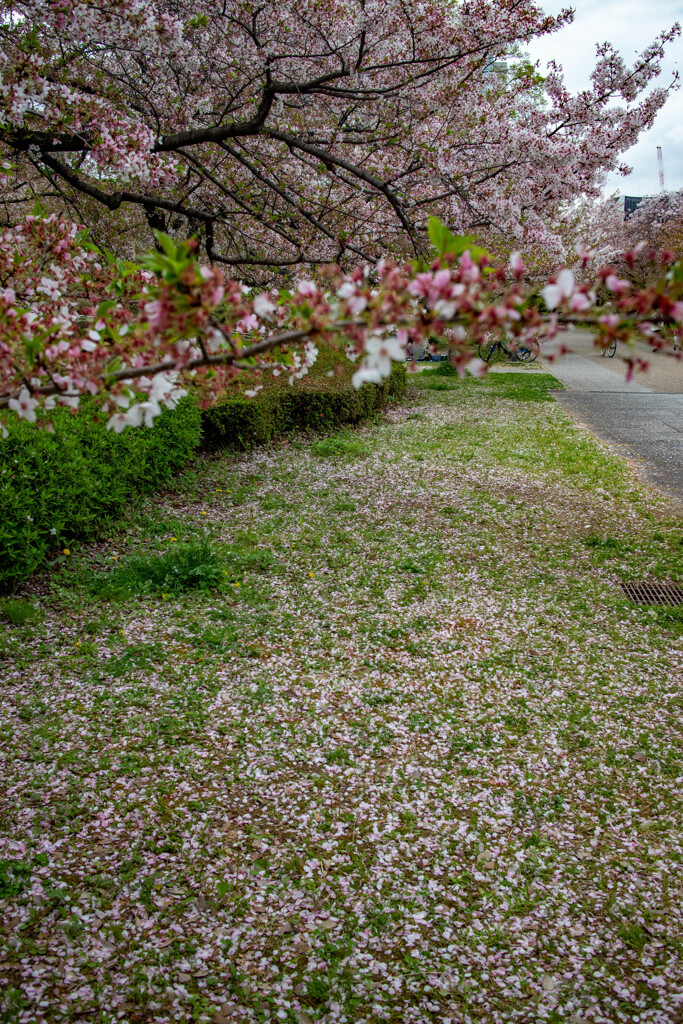 大阪城公園にて