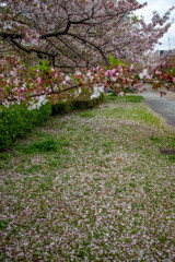 大阪城公園にて